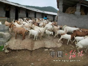農牧局畜牧漁業飼料銷售 現狀、挑戰與發展策略