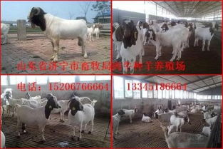 選購優質種羊，助力畜牧業發展——山東畜牧局種羊場銷售服務介紹